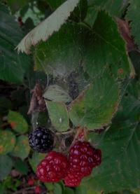 COMMUNITY GARDEN